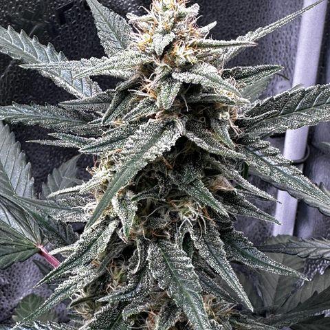 Medusa F1 growlog timeline photo