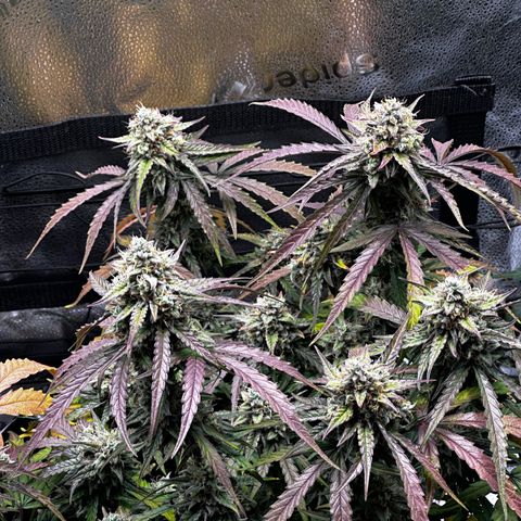 Orion F1 #2 growlog timeline photo