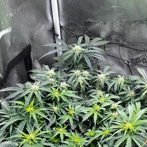 Wedding Cake 🍰 growlog timeline photo