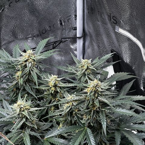 Medusa F1 growlog timeline photo