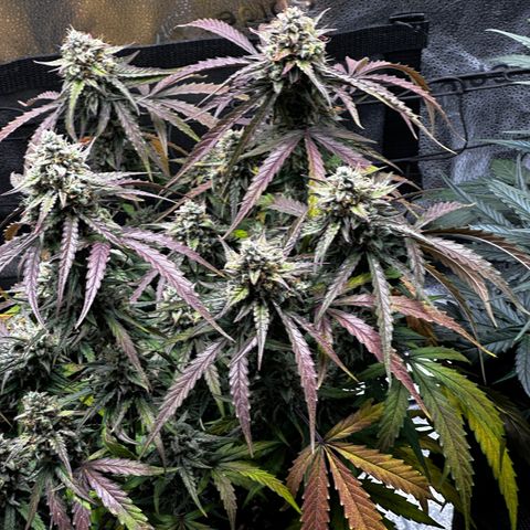 Orion F1 #2 growlog timeline photo
