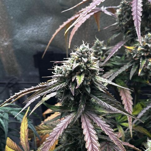 Orion F1 #2 growlog timeline photo