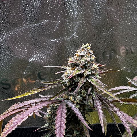 Orion F1 #2 growlog timeline photo