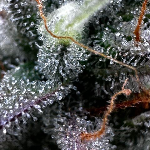 Orion F1 #2 growlog timeline photo