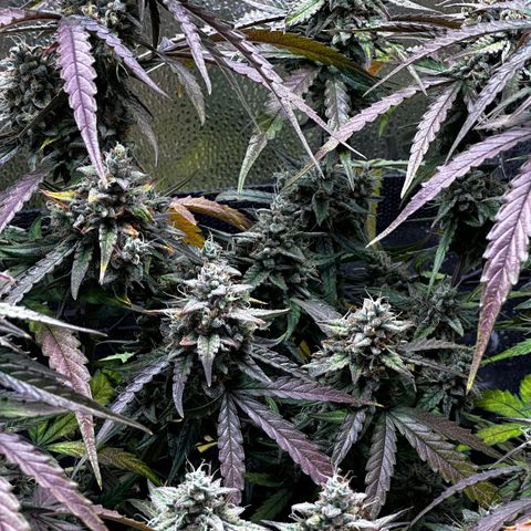 Orion F1 #2 growlog timeline photo
