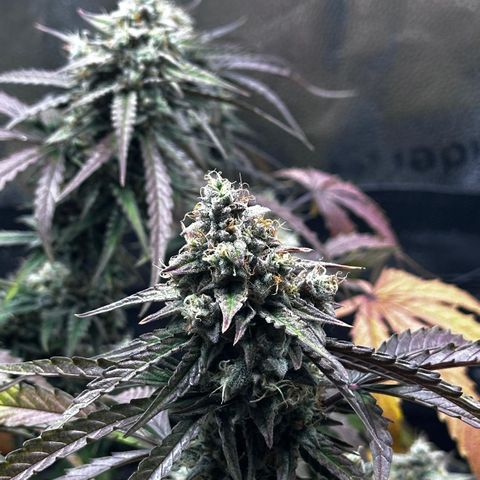 Orion F1 #2 growlog timeline photo