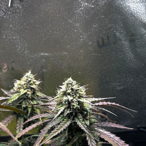 Orion F1 #2 growlog timeline photo