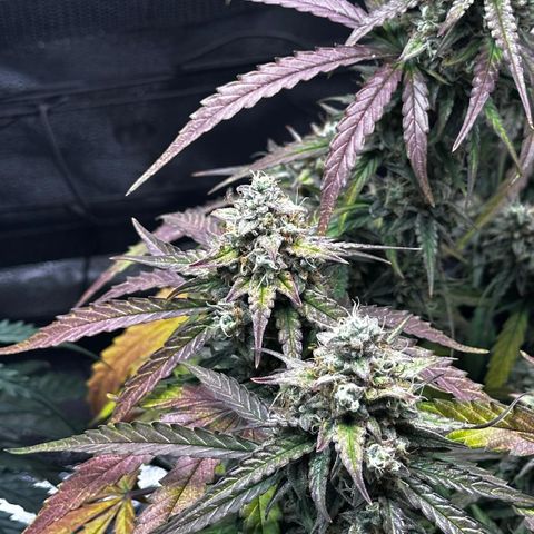 Orion F1 #2 growlog timeline photo