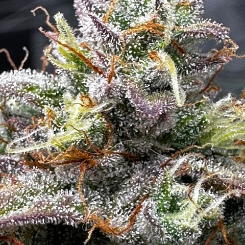 Orion F1 #2 growlog timeline photo