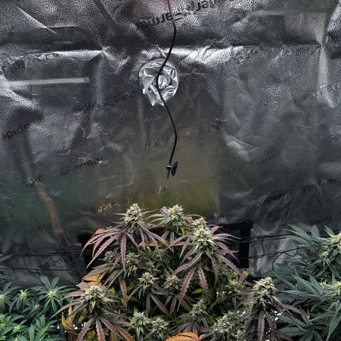 Orion F1 #2 growlog timeline photo