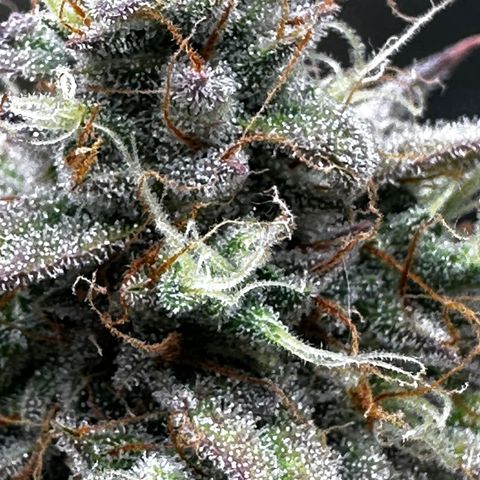 Orion F1 #2 growlog timeline photo