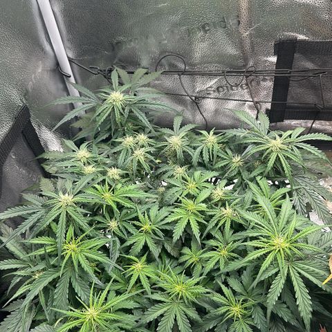 Wedding Cake 🍰 growlog timeline photo