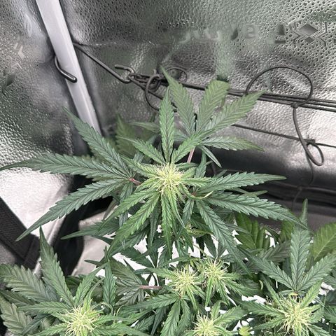 Wedding Cake 🍰 growlog timeline photo