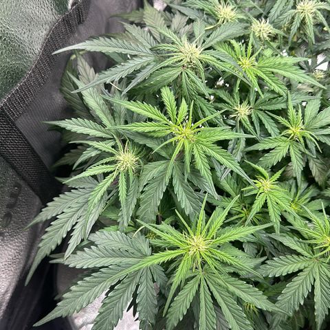 Wedding Cake 🍰 growlog timeline photo