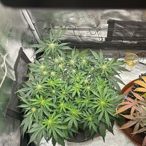 Wedding Cake 🍰 growlog timeline photo