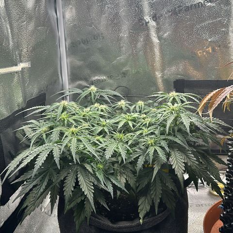 Wedding Cake 🍰 growlog timeline photo