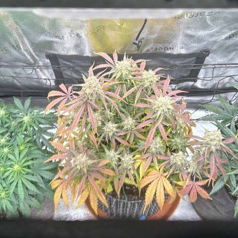 Orion F1 #2 growlog timeline photo