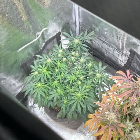 Wedding Cake 🍰 growlog timeline photo