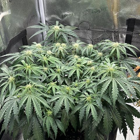 Wedding Cake 🍰 growlog timeline photo