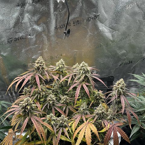 Orion F1 #2 growlog timeline photo