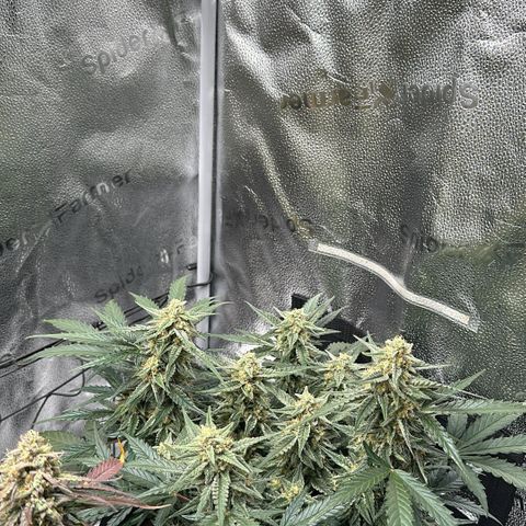 Medusa F1 growlog timeline photo