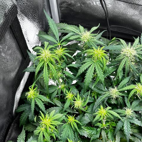 Wedding Cake 🍰 growlog timeline photo