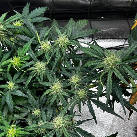Wedding Cake 🍰 growlog timeline photo