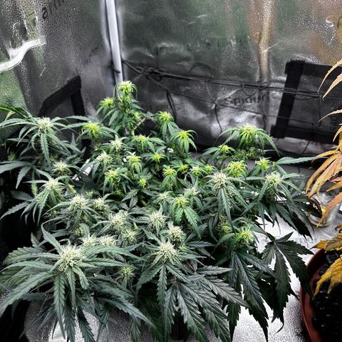 Wedding Cake 🍰 growlog timeline photo