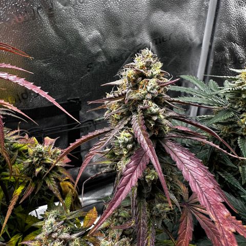 Orion F1 #2 growlog timeline photo