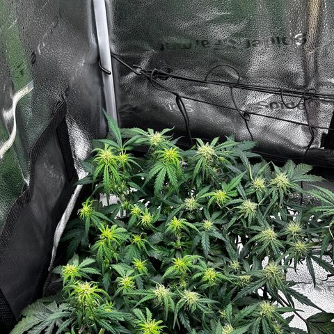 Wedding Cake 🍰 growlog timeline photo