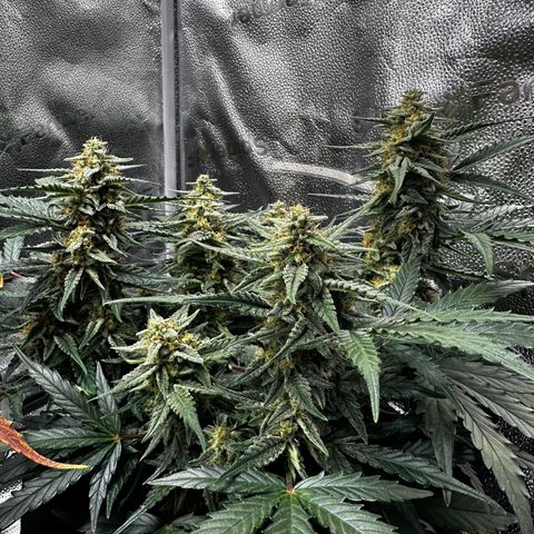 Medusa F1 growlog timeline photo