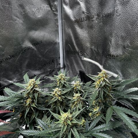Medusa F1 growlog timeline photo