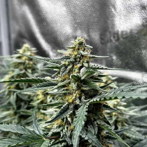 Medusa F1 growlog timeline photo