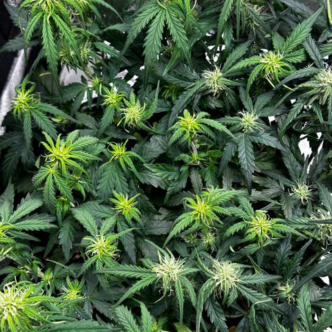 Wedding Cake 🍰 growlog timeline photo
