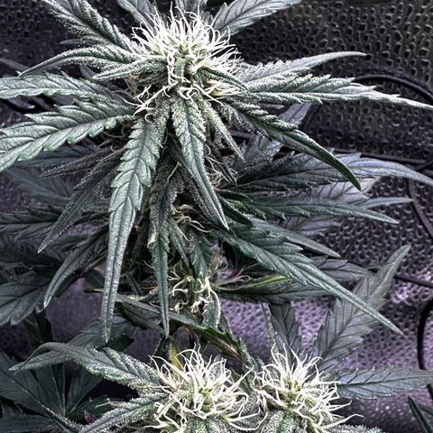 Wedding Cake 🍰 growlog timeline photo