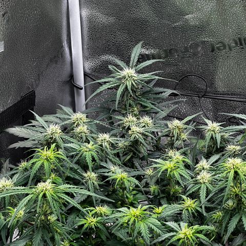 Wedding Cake 🍰 growlog timeline photo