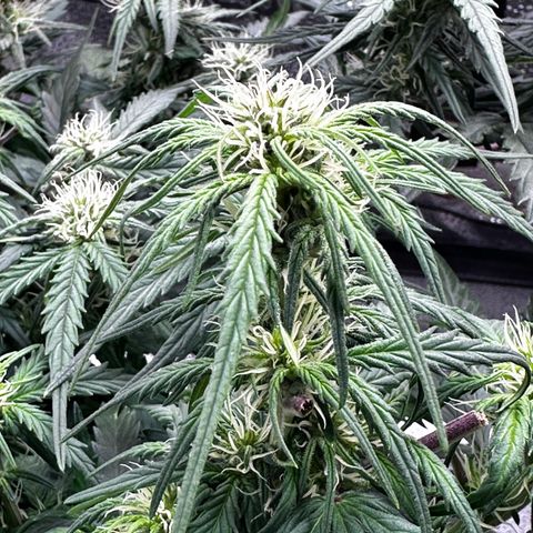 Wedding Cake 🍰 growlog timeline photo