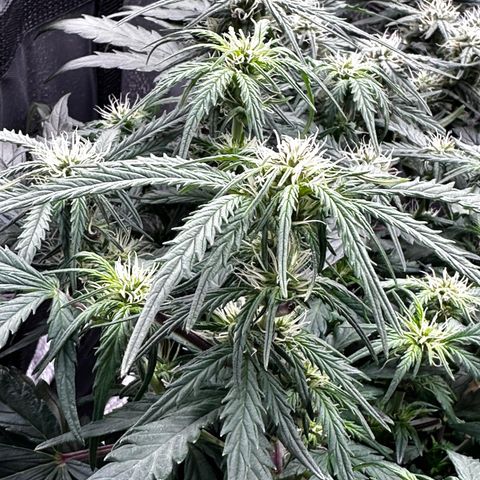 Wedding Cake 🍰 growlog timeline photo