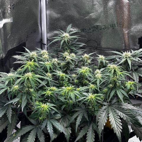 Wedding Cake 🍰 growlog timeline photo