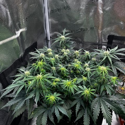Wedding Cake 🍰 growlog timeline photo
