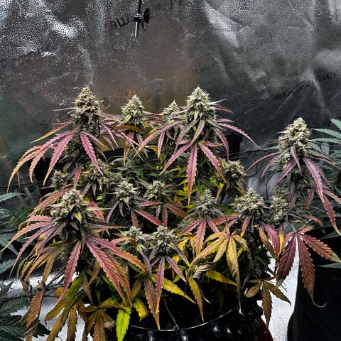 Orion F1 #2 growlog timeline photo