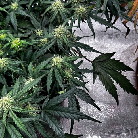 Wedding Cake 🍰 growlog timeline photo