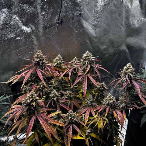 Orion F1 #2 growlog timeline photo