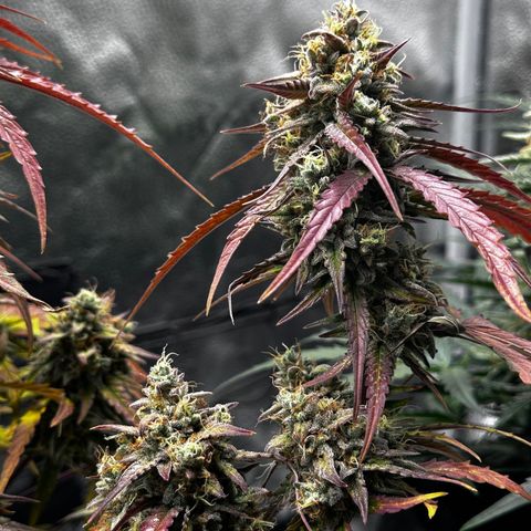 Orion F1 #2 growlog timeline photo