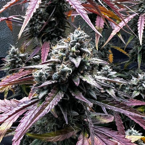 Orion F1 #2 growlog timeline photo