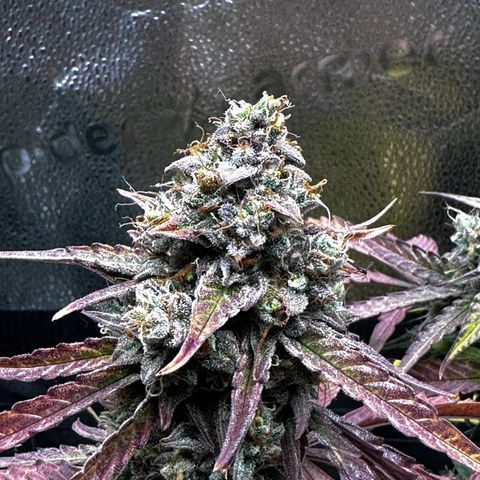 Orion F1 #2 growlog timeline photo