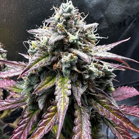 Orion F1 #2 growlog timeline photo