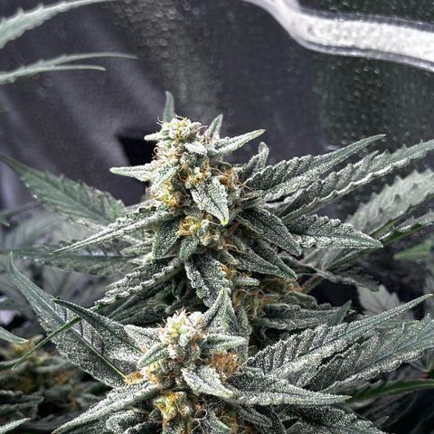 Medusa F1 growlog timeline photo