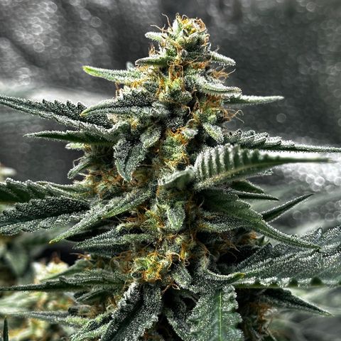 Medusa F1 growlog timeline photo