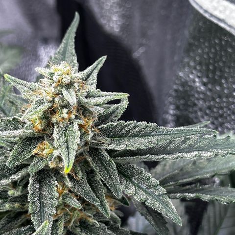 Medusa F1 growlog timeline photo